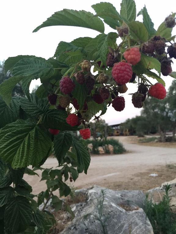 Agriturismo Armienti Villa Toritto Luaran gambar
